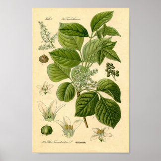 Poster Imprimer plante ivoire poison