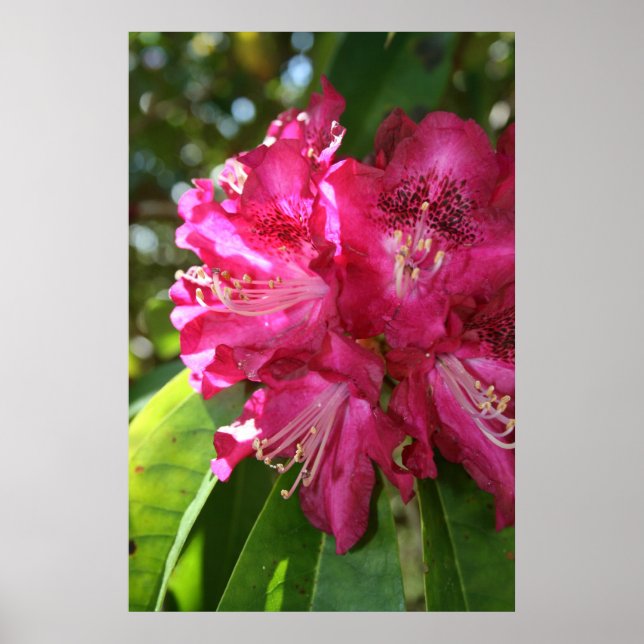 Poster Imprimer Rhododendrons (Devant)