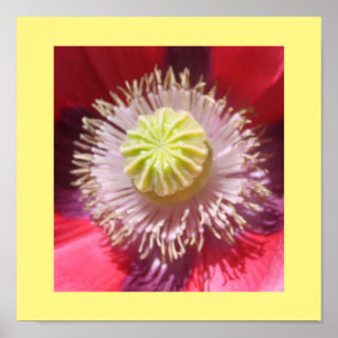 Poster Imprimer Skullcap rose Texas
