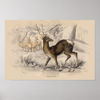 POSTER IMPRIMER STAG (NÉPAUL)