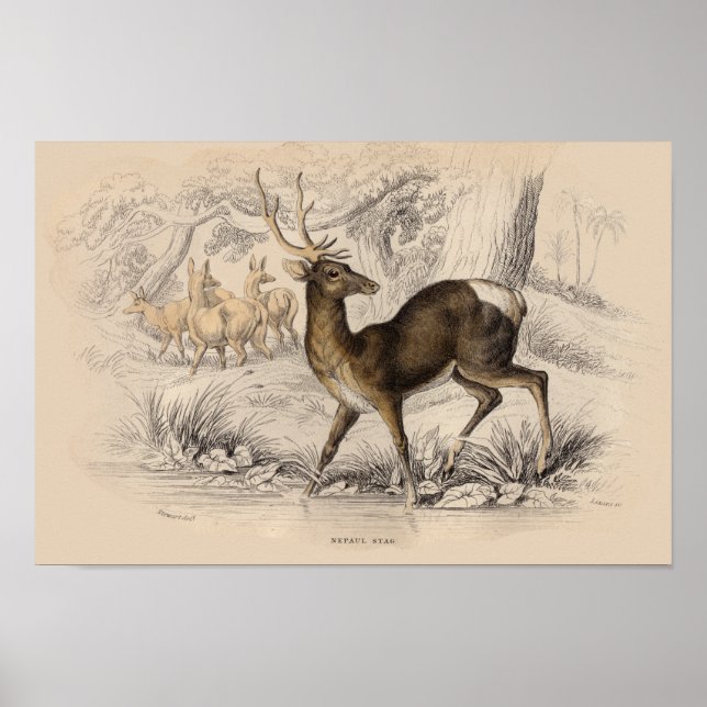 POSTER IMPRIMER STAG (NÉPAUL) (Devant)