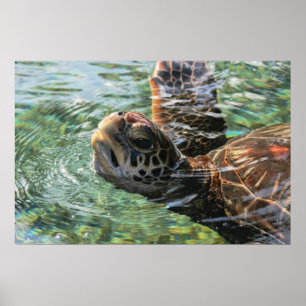 Poster Imprimer : Tortue verte