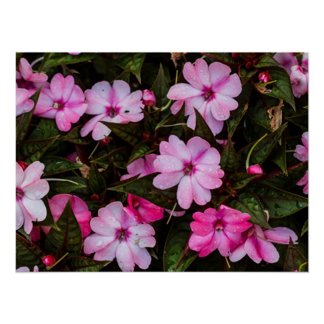 Poster Imprimer Tropical New Guinea Impatiens (Devant)