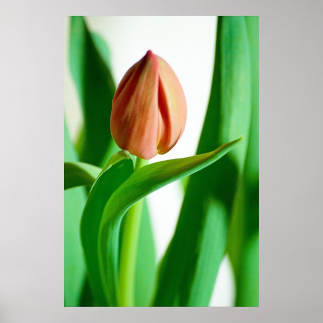 Poster Imprimer Tulipe de lala (Devant)