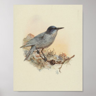 Poster Imprimer vintage Bleu Oiseau