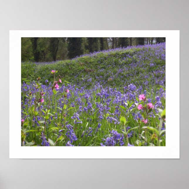 Poster Imprimerie Bluebell Wood (Devant)