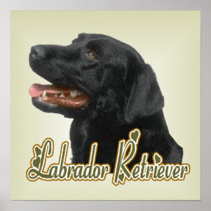 Poster Imprimerie d'art Labrador Retriever