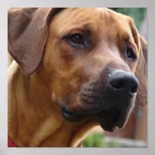 Poster Imprimerie de chien de Rhodesian Ridgeback
