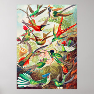 Poster Imprimerie de colibris 1904