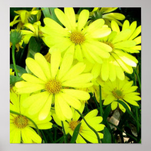 Poster Imprimerie de marais africains