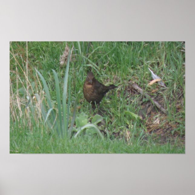 Poster Imprimerie de oiseau-noir féminin (Devant)