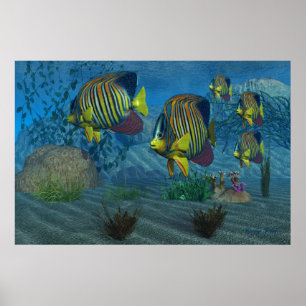 Poster Imprimerie Royal Angelfish