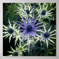 Imprimerie Scottish Thistle Art