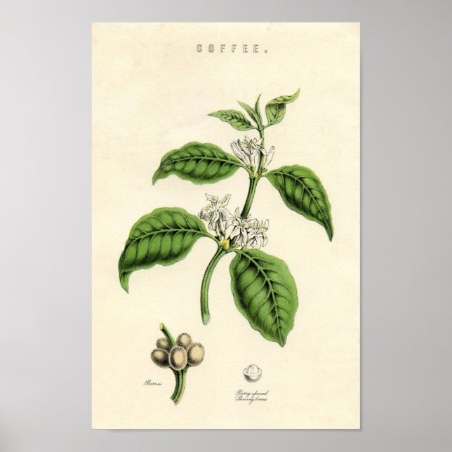 Poster Imprimerie vintage - Café (Devant)
