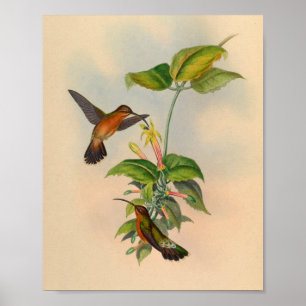 Poster Imprimerie Vintage Hermit Hummingbird 1861