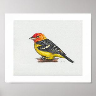Poster Imprimerie Western Tanager