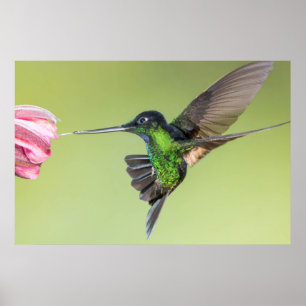Poster Inca Hummingbird in Flight Pose