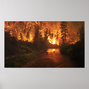 Poster Incendie de forêt - cerf commun