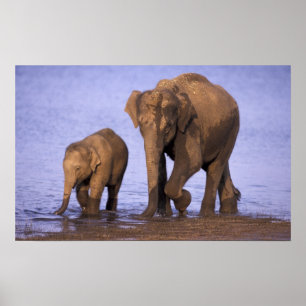 Poster Inde, Parc national de Nagarhole. éléphant asiatiq