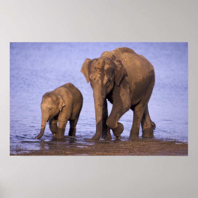 Poster Inde, Parc national de Nagarhole. éléphant asiatiq (Devant)