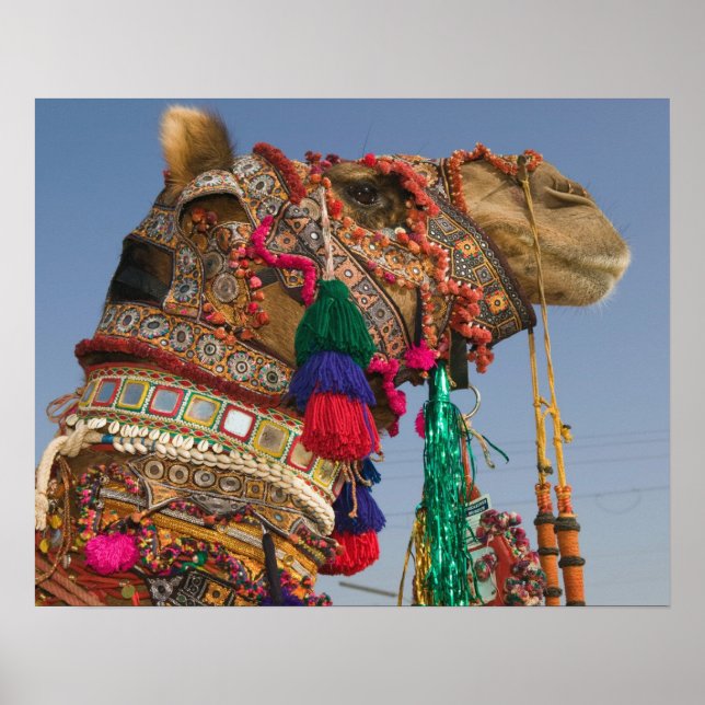 Poster INDE, Rajasthan, Pushkar : FOIRE AUX CHAMEAUX DE P (Devant)