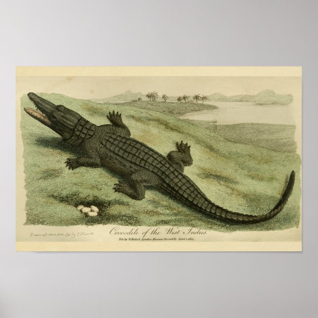 Poster Indes occidentales Crocodile Histoire naturelle Im (Devant)