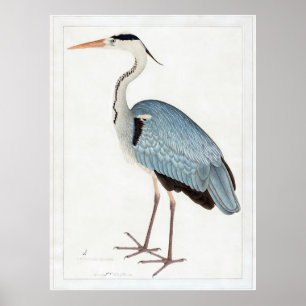 Poster Indian Grey Heron (1780-1782) par Ram Das
