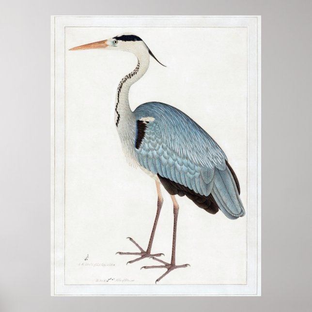 Poster Indian Grey Heron (1780-1782) par Ram Das (Devant)