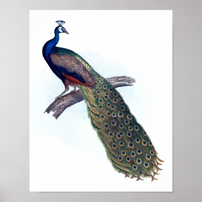 Poster Indian peacock (Devant)