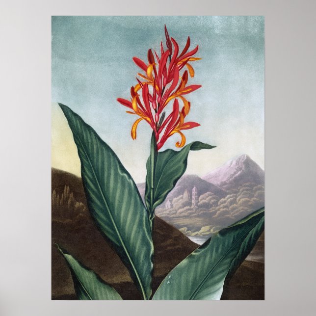 Poster Indian reed, Antique Print par Robert John Thornto (Devant)