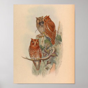 Poster Indian Scops Ows Brown Vintage Bird Art Imprimer
