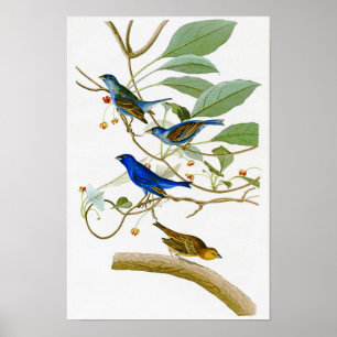 Poster Indigo Bunting John James Audubon Oiseaux d'Amériq