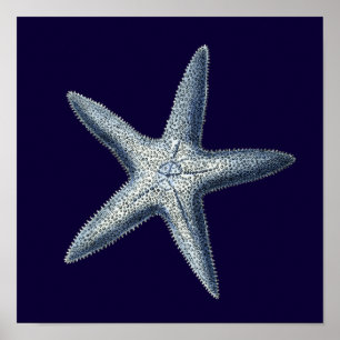 Poster Indigo Shells IV