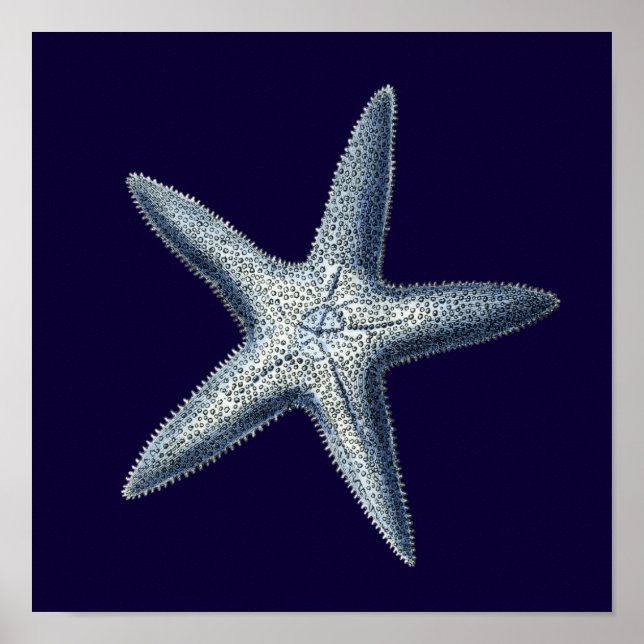 Poster Indigo Shells IV (Devant)