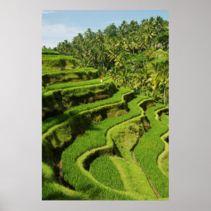 Poster Indonésie, Bali   Rizières
