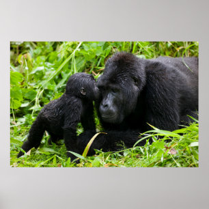 Poster Infant Mountain Gorilla Kisses Silverback