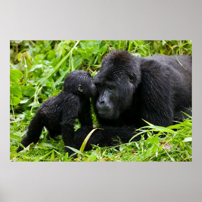 Poster Infant Mountain Gorilla Kisses Silverback (Devant)