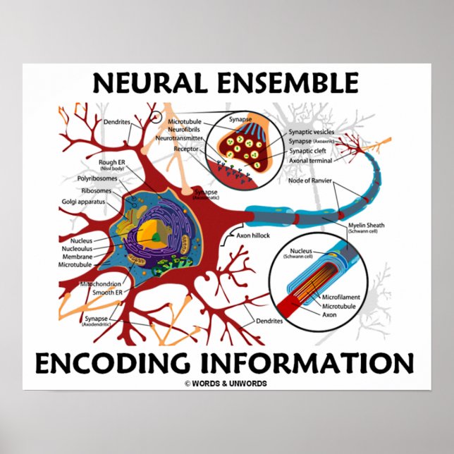 Poster Informations sur l'encodage d'ensemble neuronal (Devant)