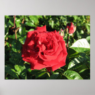 Poster Ingrid Bergman Hybrid Tea Rose 032