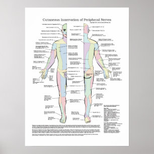 Poster Innervation cutanée de l'affiche des nerfs périphé