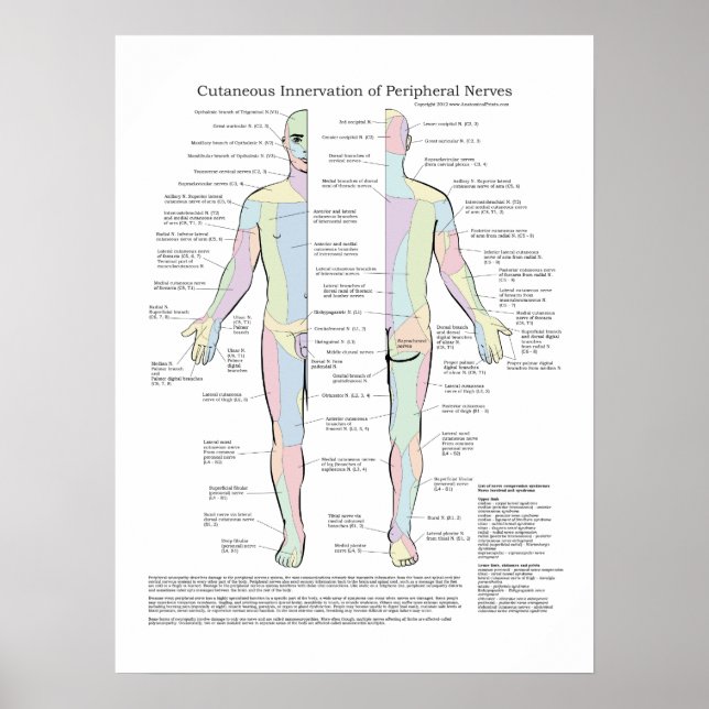 Poster Innervation cutanée de l'affiche des nerfs périphé (Devant)