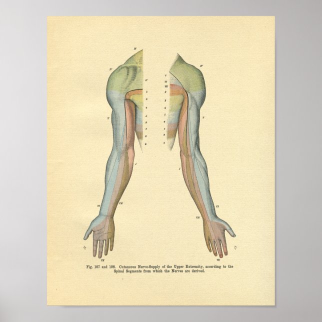 Poster Innervation Nerveuse Cutanée du bras humain Imprim (Devant)