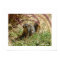 Poster - Inquisitive Squirrel