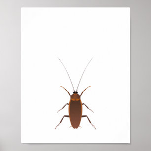 Poster Insecte Cockroach