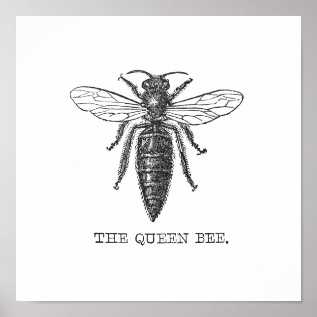 Poster Insecte de bogue de l'illustration de l'abeille re (Devant)