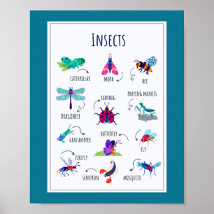 Poster Insecte l'enseignement scolaire