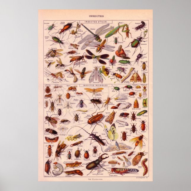 Poster Insectes (Devant)