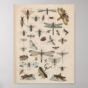 Poster Insectes ailes couleur vintages Imprimer