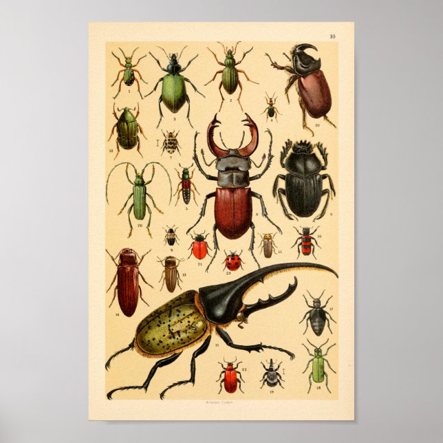 Poster Insectes Beetles Collection Art Imprimer (Devant)