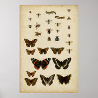 Insectes de jardin par Vision Studio